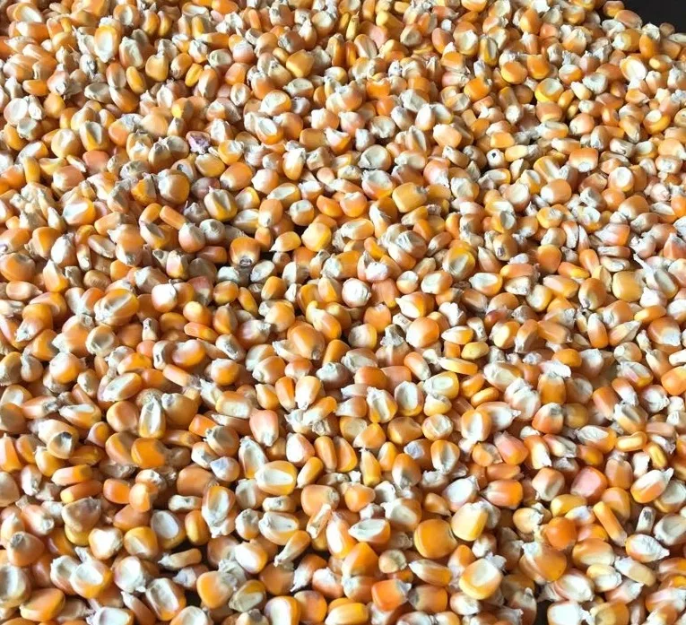 Yellow Corn