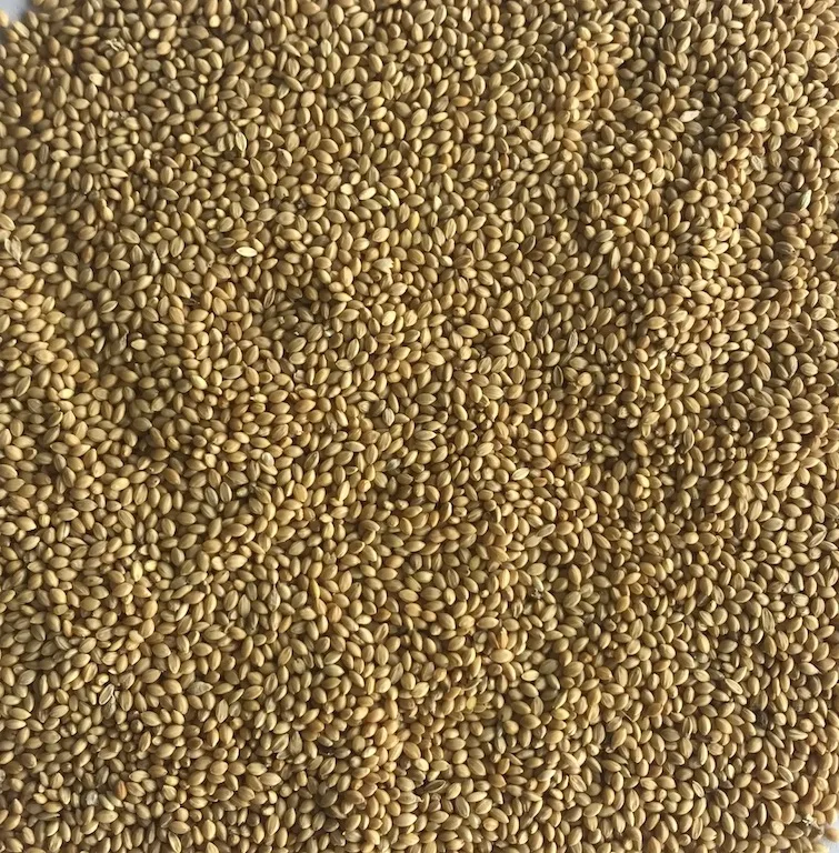 Yellow Millet