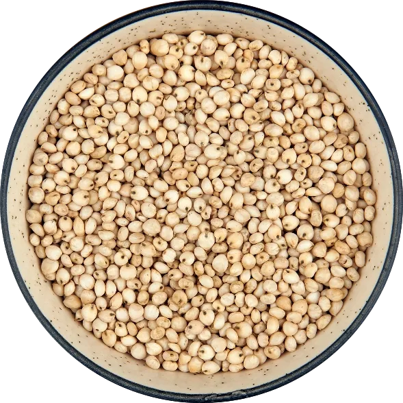 Sorghum