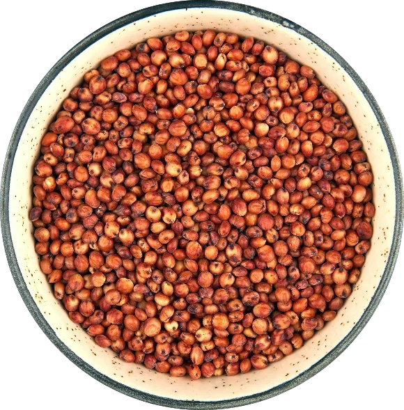 Sorghum