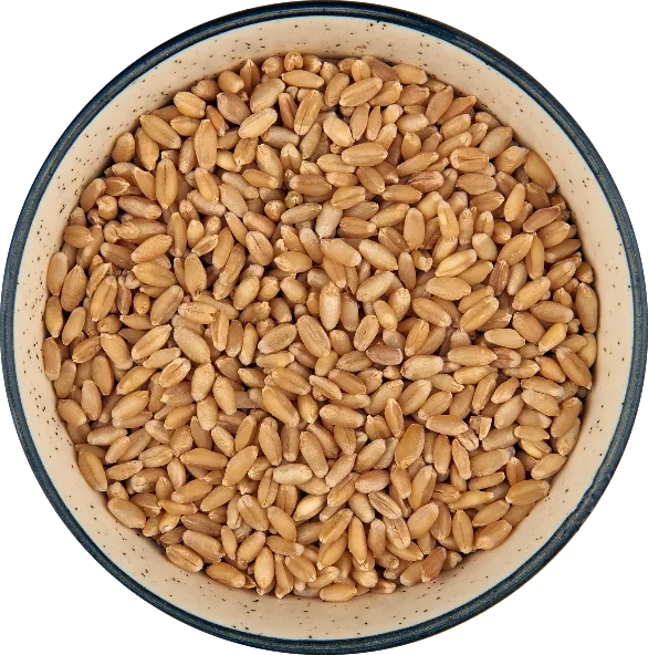 Wheat